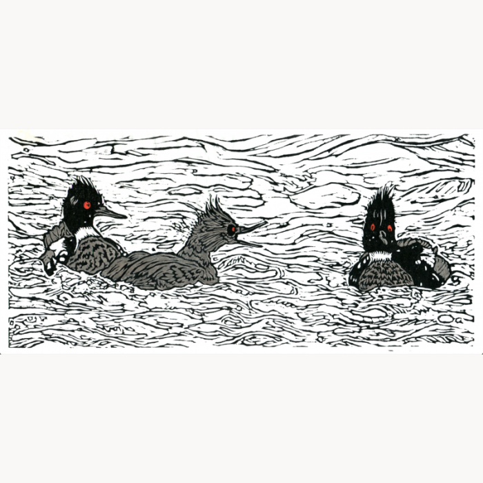 linocut funny birds ducks mergansers squawk
