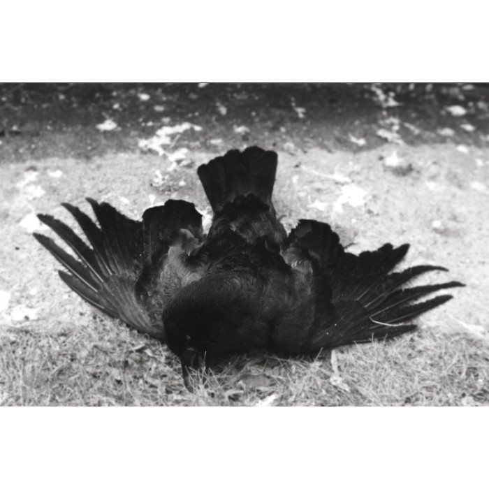dead crow on its back in the grass black and white dramatic 