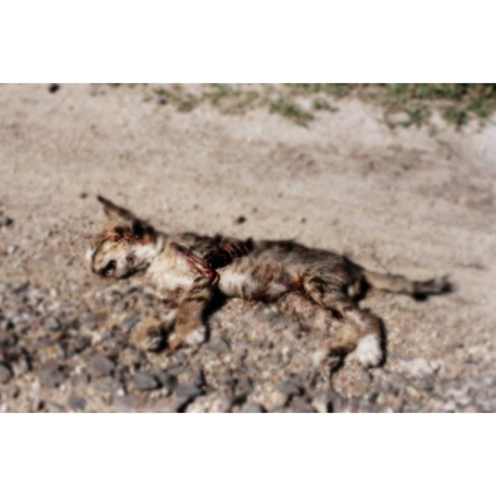 dead kitten roadkill sad
