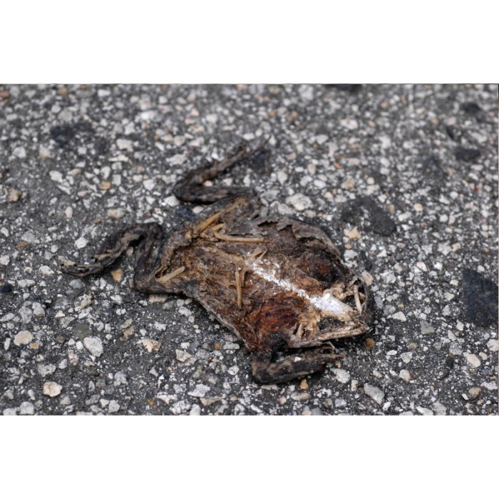 dead frog squashed roadkill skeleton