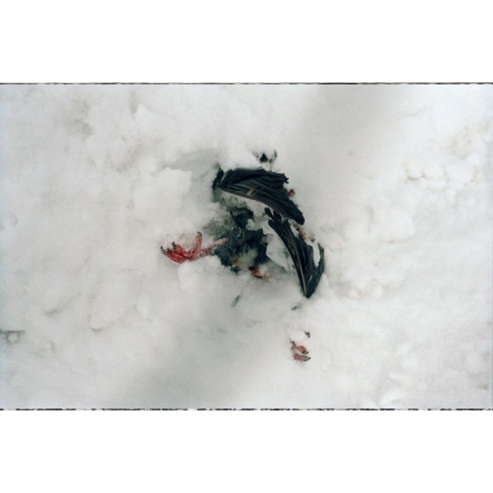 dead pigeon buried in snow