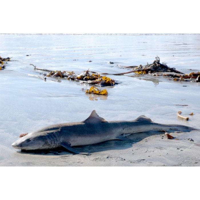 dead shark beached 