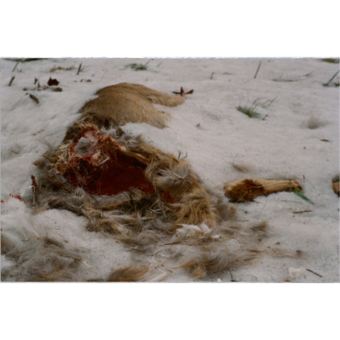 dead deer snow 