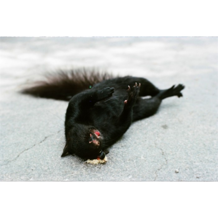 dead black squirrel