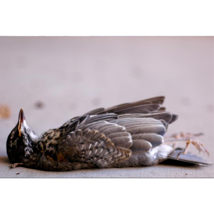 dead bird on its back