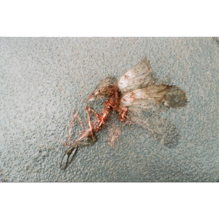dead bird sidewalk artistic