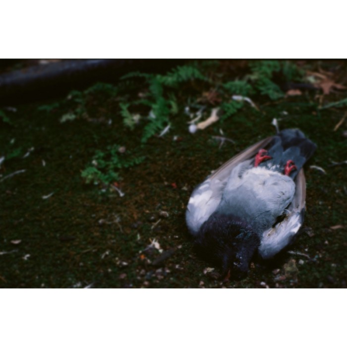dead pigeon on its back in the grass 