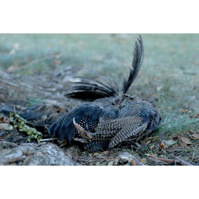 dead pheasant feathers