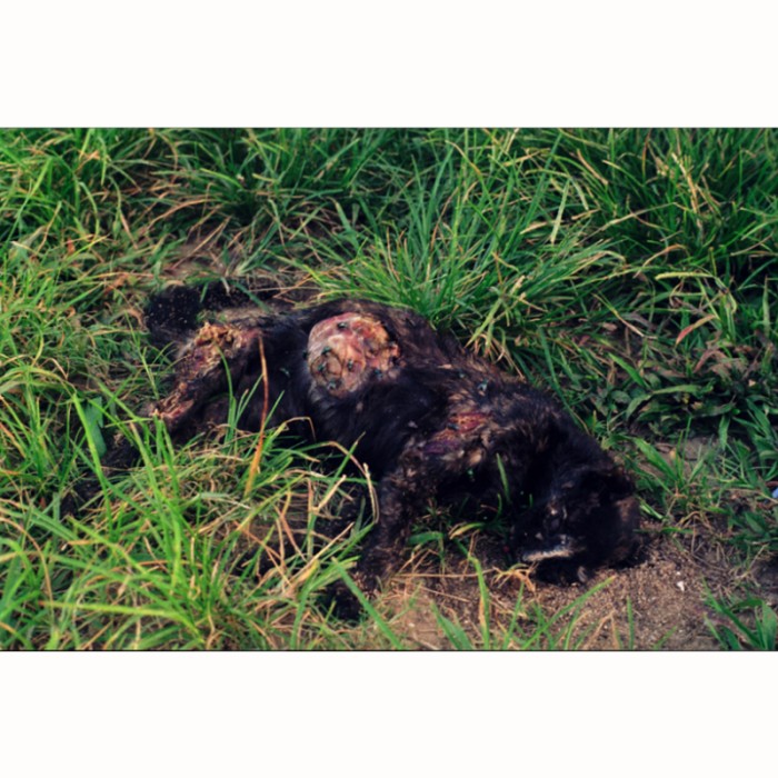 dead cat black in the grass swollen sad