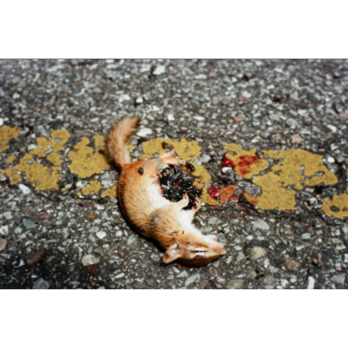 dead chipmunk roadkill on the road