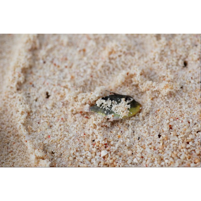 tiny dead tropical fish in sand on the beach