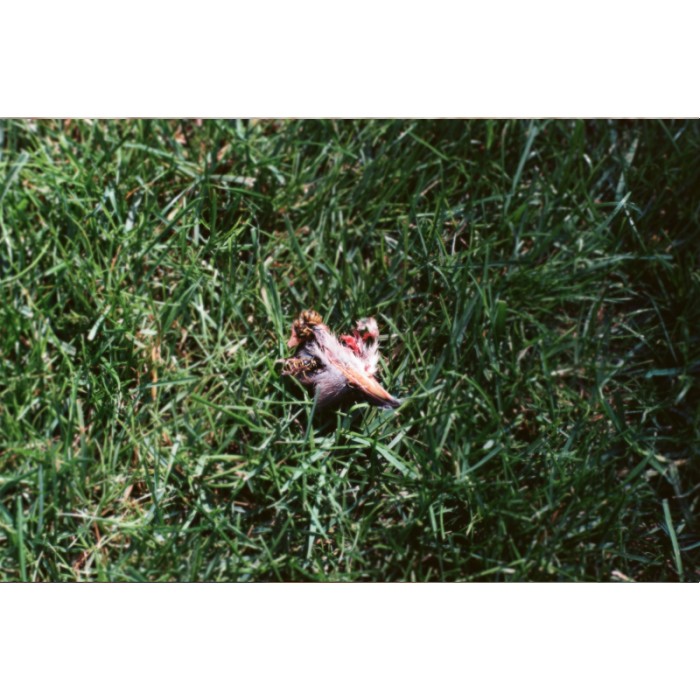 dead birds skull head beak in grass