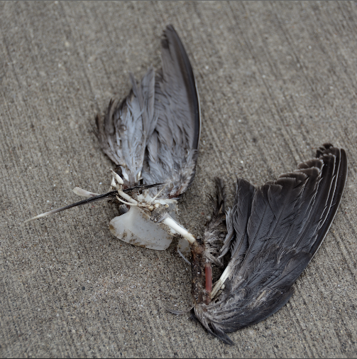 dead pigeon wing 