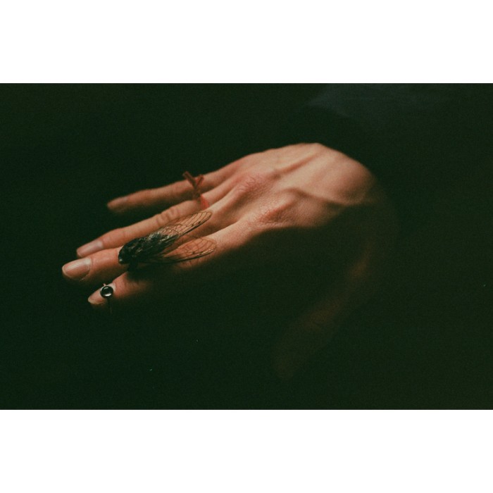 dead cicada balanced on someone's hand